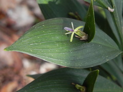 Ruscus hypoglossum