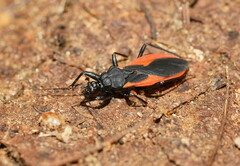 Archilestidium cinnabarinum
