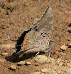 Charaxes