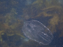 Leucothea multicornis