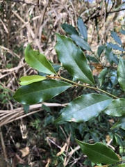 Magnolia compressa