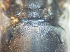 Cryptocheilus notatus