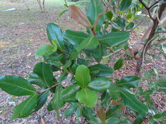 Metrosideros laurifolia