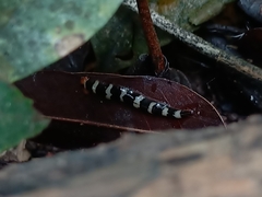 Diversibipalium rauchi