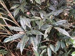 Lithocarpus brevicaudatus