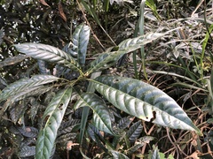 Lithocarpus brevicaudatus