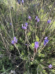 Lavandula multifida