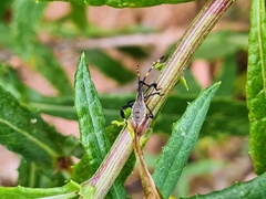 Gelonus tasmanicus