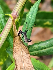 Gelonus tasmanicus