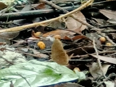 Faunis canens arcesilas