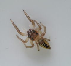 Colopsus longipalpis