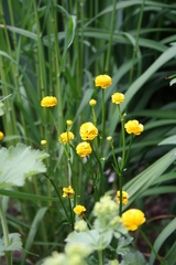 Ranunculus repens