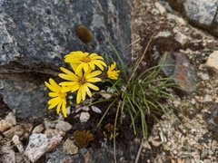 Dolichoglottis lyallii