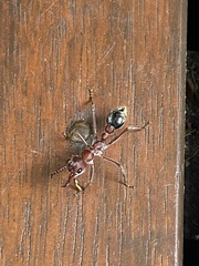 Myrmecia comata