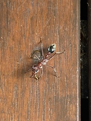 Myrmecia comata