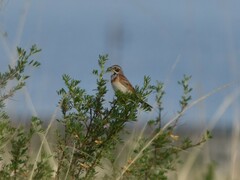 Emberiza fucata