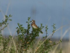Emberiza fucata