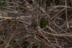 Emberiza personata