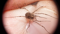 Dasylobus graniferus