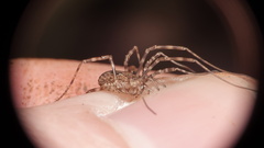Dasylobus graniferus