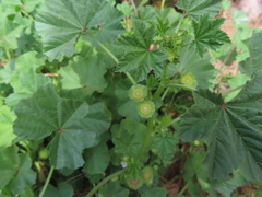 Malva parviflora