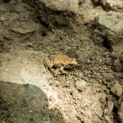 Microhyla orientalis