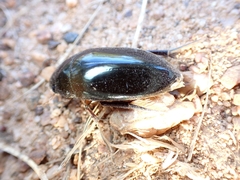 Hydrophilus