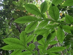 Amorphophallus
