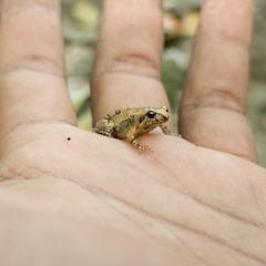 Microhyla orientalis