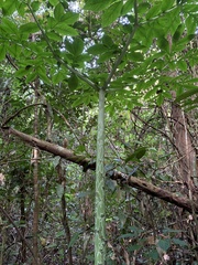 Amorphophallus