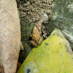 Microhyla orientalis