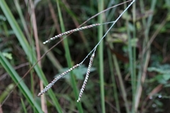 Paspalum floridanum