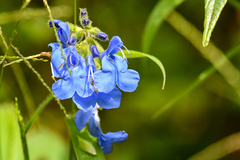 Salvia scutellarioides