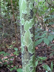 Amorphophallus