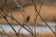 Turdus eunomus