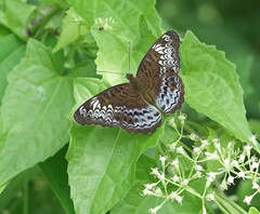 Lebadea martha parkeri