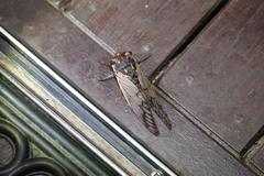 Macrotristria angularis