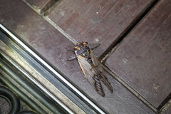 Macrotristria angularis