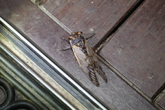 Macrotristria angularis