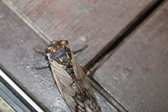 Macrotristria angularis