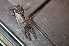 Macrotristria angularis