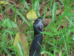 Naja sumatrana
