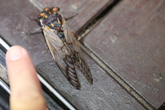 Macrotristria angularis