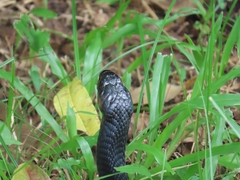 Naja sumatrana