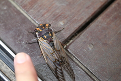 Macrotristria angularis