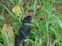 Naja sumatrana