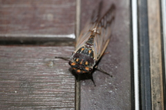 Macrotristria angularis