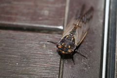 Macrotristria angularis