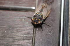 Macrotristria angularis