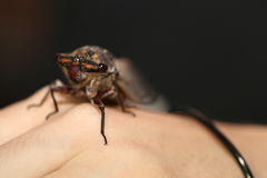 Macrotristria angularis